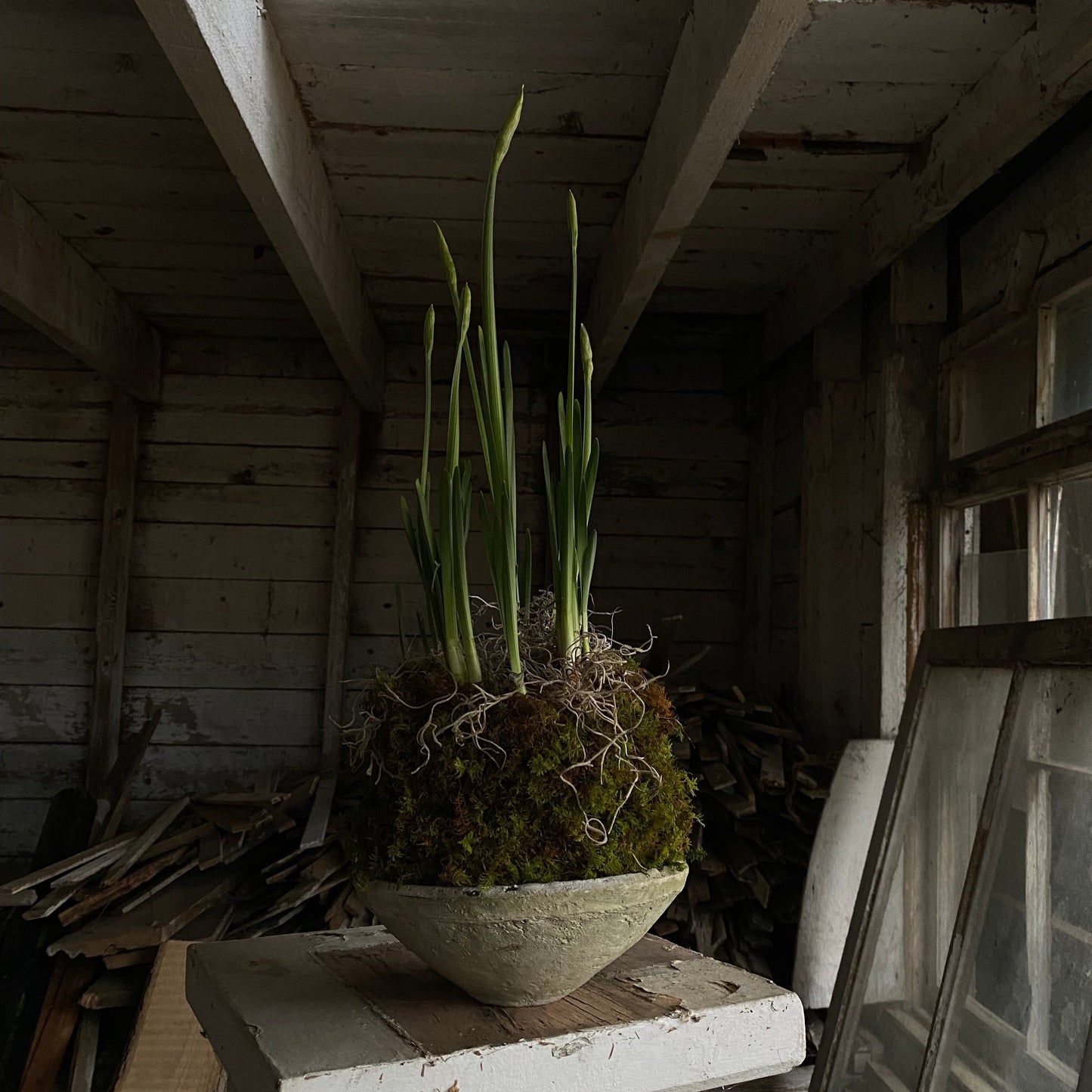 Paperwhite Kokedama